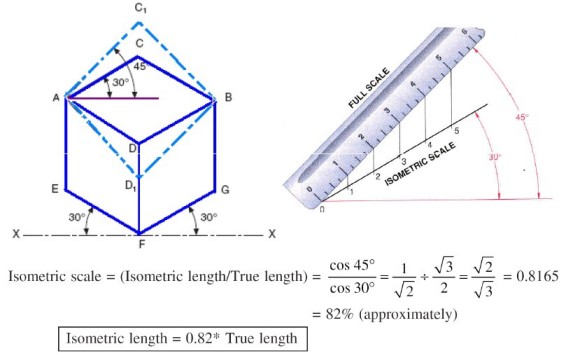 The ratio of isometric length to actual length is